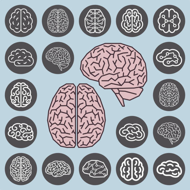 Brain Front View Icon Brain Front Icon Illustrations, Royalty-Free Vector Graphics & Clip Art ...