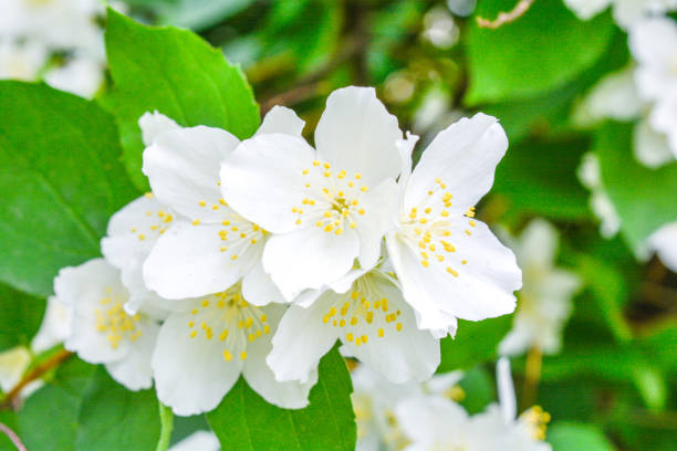 istock White jasmine bush blossoming in summer day 1157988497