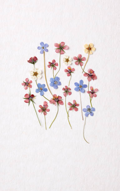 istock Little colorful flower bouquet 1157988601