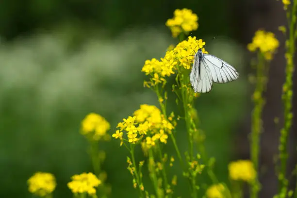 black-veined white butterfly on little yellow flowers