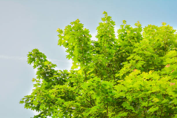 istock Maple tree branches with fresh green leaves on blue sky with clouds 1157989962