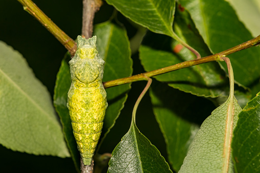 A close up of a Black Swallowtail Chrysalis on a plant in the garden.