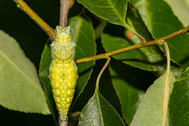 Eastern Black Swallowtail Pupa (Papilio polyxenes) A close up of a Black Swallowtail Chrysalis on a plant in the garden. instar stock pictures, royalty-free photos & images