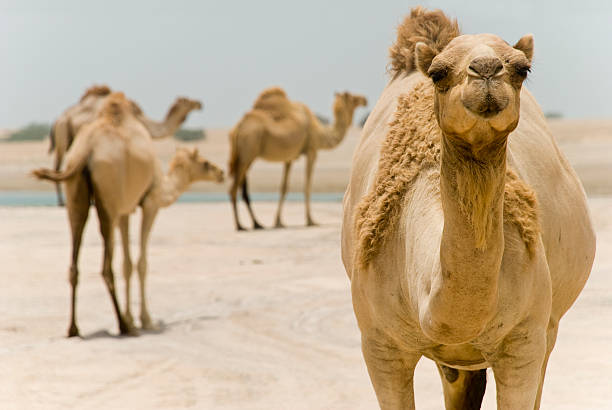 Camels for sale at one of the largest livestock market in the horn of Africa countries. Babile. Ethiopea.