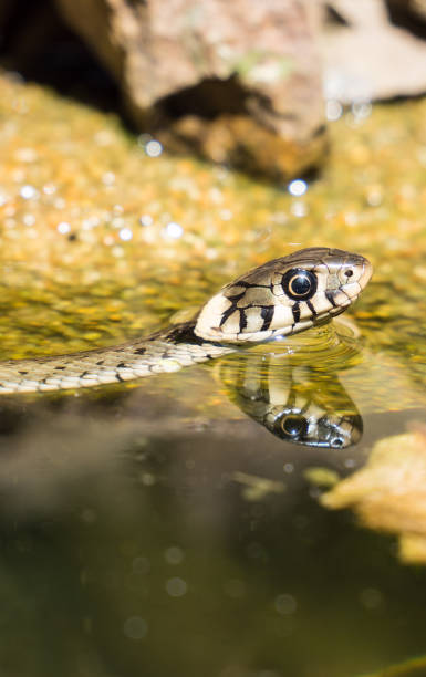 istock Snake at the garden pond 1157990257