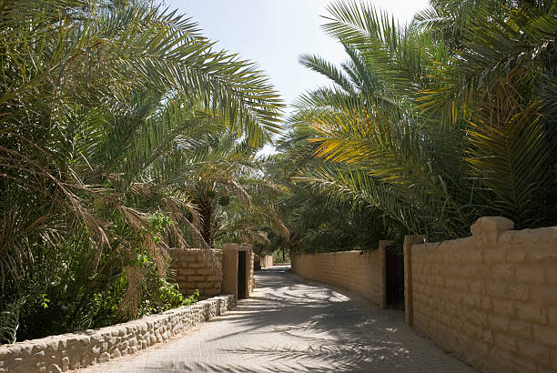 istock Al Ain Oasis, Abu Dhabi, United Arab Emirates 115799044