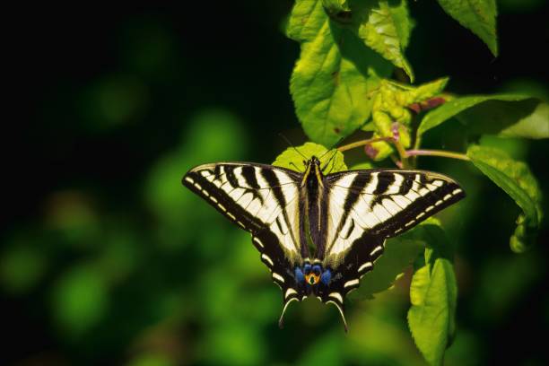 istock Western Tiger Swallowtail Butterfly 1157991049