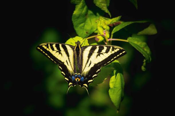 istock Western Tiger Swallowtail Butterfly 1157991071