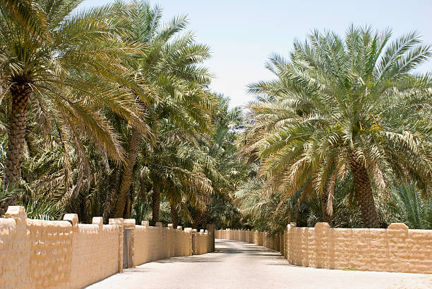 istock Al Ain Oasis falaj 115799127