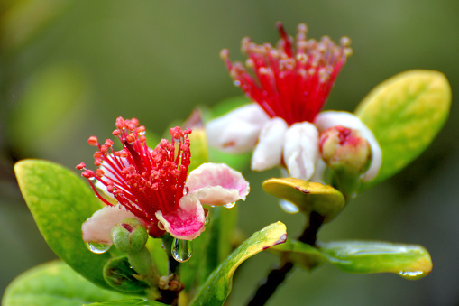 Native to Paraguay, Uruguay, Southern Brazil and Northern Argentina, Feijoa sellowiana is a slow growing, multi-stemmed evergreen shrub. Commonly called Feijoa, Pineapple guava, Acca sellowiana and Guavasteen, it can be trained to be a small tree with a single trunk, espaliered or pruned to form a dense hedge or screen. The flower season is from late spring to summer. Its flowers consist of fleshy white petals and showy red/scarlet stamens. The petals are edible. The green fruits mature in autumn and also edible.