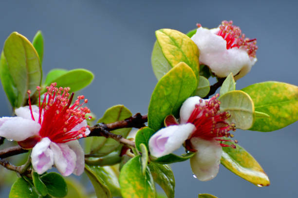 Feijoa sellowiana / Pineapple Guava / Acca sellowiana Flower/ Native to Paraguay, Uruguay, Southern Brazil and Northern Argentina, Feijoa sellowiana is a slow growing, multi-stemmed evergreen shrub. Commonly called Feijoa, Pineapple guava, Acca sellowiana and Guavasteen, it can be trained to be a small tree with a single trunk, espaliered or pruned to form a dense hedge or screen. The flower season is from late spring to summer. Its flowers consist of fleshy white petals and showy red/scarlet stamens. The petals are edible. The green fruits mature in autumn and also edible. pineapple guava stock pictures, royalty-free photos & images