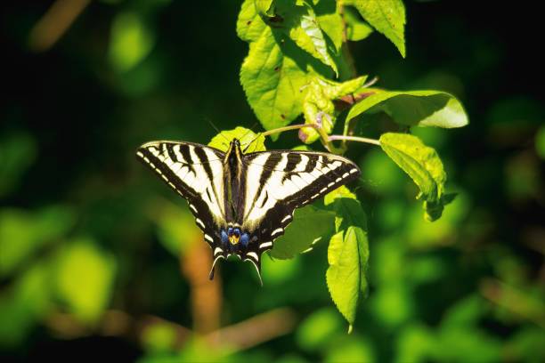 istock Western Tiger Swallowtail Butterfly 1157991843
