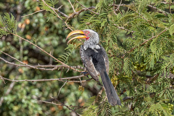 istock A Southern Yellow-billed Hornbill in a tree 1157991863