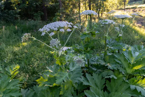 Sosnowsky's hogweed growing near the local road. A very dangerous plant that causes heavy skin burns. Season of the summer.