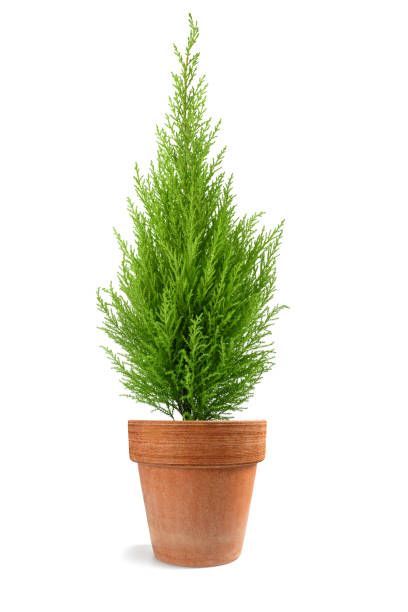 cypress plant in vase - cypress tree fotos imagens e fotografias de stock