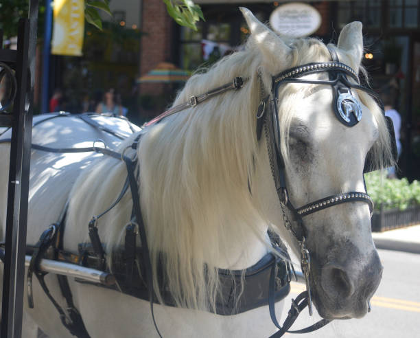 istock Beautiful white horse 1157993544