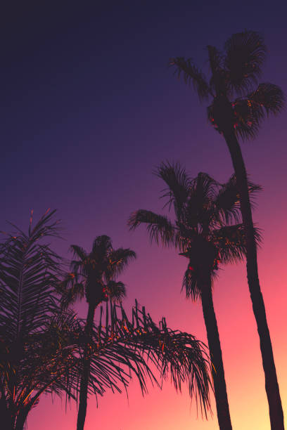 Tropical Summer Night Background With Palm Trees at Sunset Tropical Vacation Party Background With Palm Trees and Copy Space luau stock pictures, royalty-free photos & images