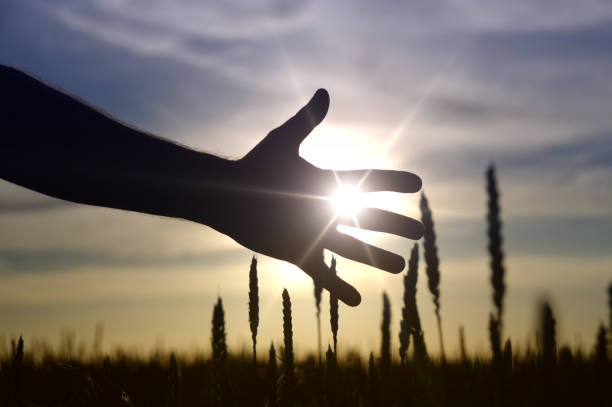 istock Hand grabs ears of wheat in sun beams. 1157994086