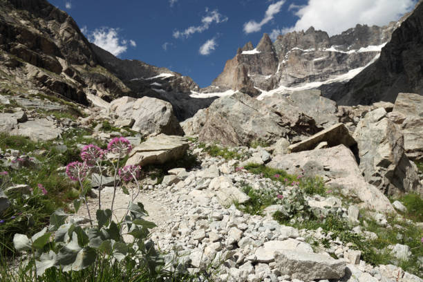 istock flowers (adenostyles) in the Alps 115799466