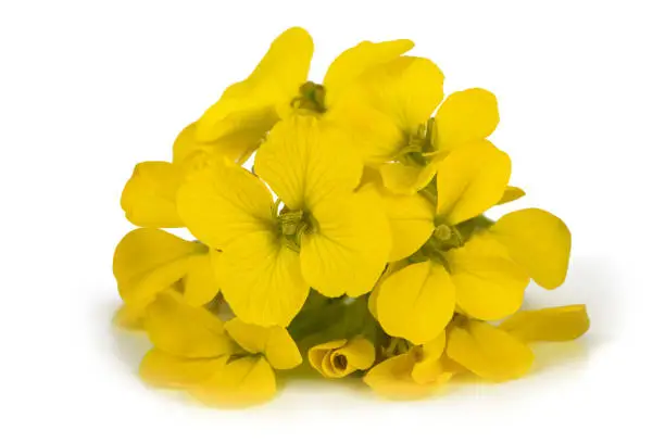 Yellow Wallflowers isolated on white background