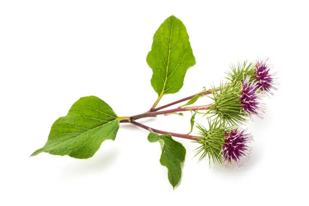 Burdock flowers isolated on a white background