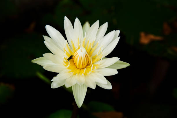 istock Beautiful  lotus and a bee in the pond 1157994909