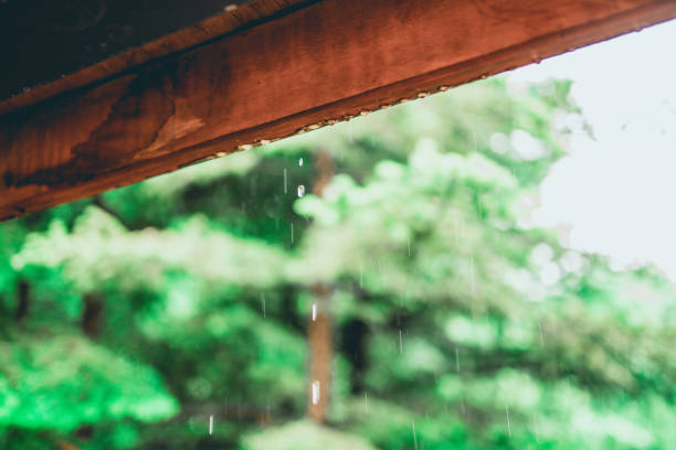 istock spring and raining season activity concept from beauty and freshness location with green leaf of pine tree in the garden  background 1157996838