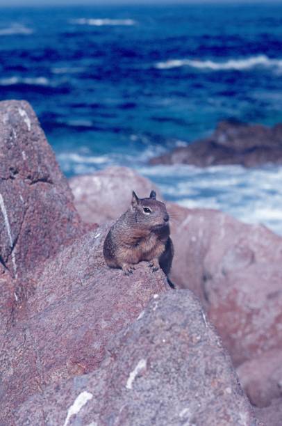 istock Squirrel on the coast of California 1157997448