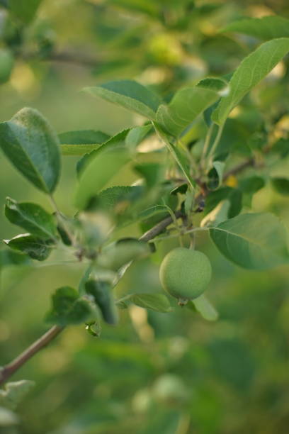 istock Apple tree branch with young green fruit 1157998490
