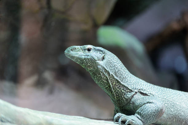 istock The Bengal monitor (Varanus bengalensis) 1157999891