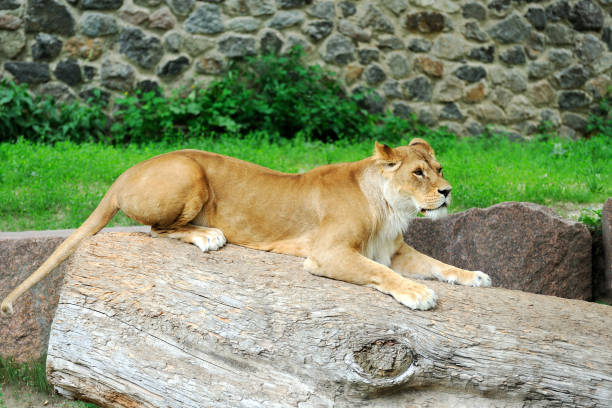 istock A portrait of a lioness 1157999898