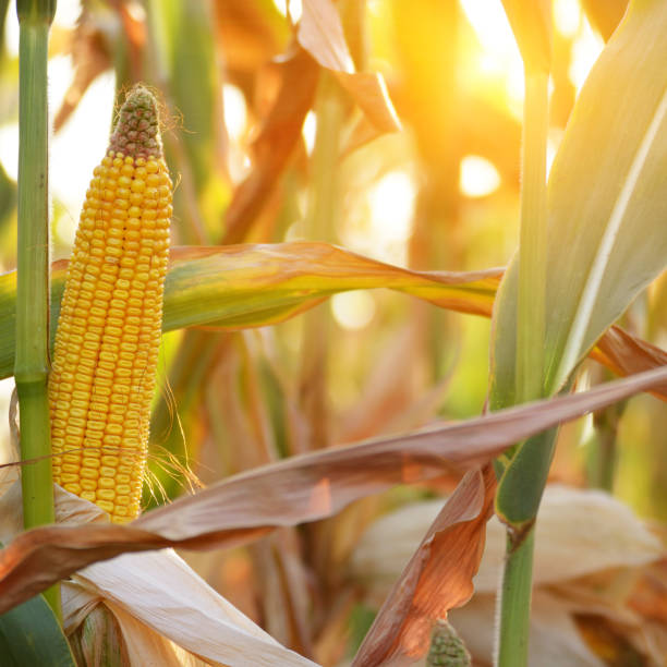 istock Backlit Ripe Corn of Maize on stalks at the field ready for harvest 1158000070