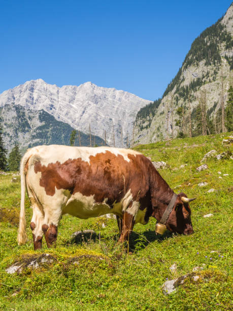 istock Cow in the Alps on a mountain pasture 1158001334