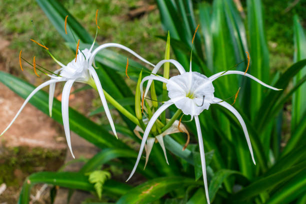 istock Exotic white Hymenocallis flower in tropical park 1158003896