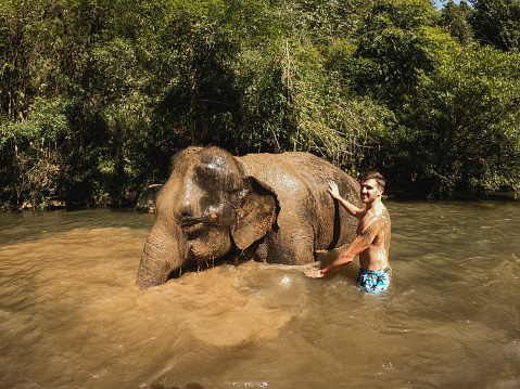 A large Asian elephant standing in a river, a young male tourist can be seen helping the elephant with a mud bath.