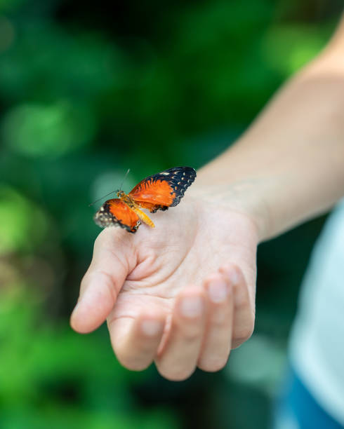 istock Butterfly on woman's hand against natural green background. 1158006399