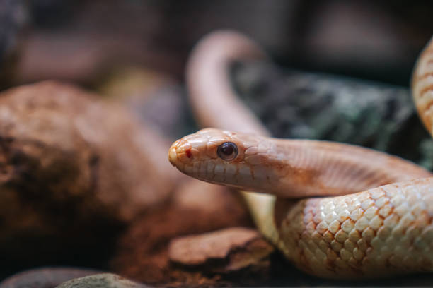 istock Close up snake head on the soil. Wildlife animals. 1158008067