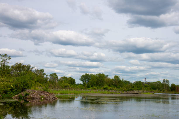 istock Large beaver lodge on inlet with walking path in Ontario 1158008551