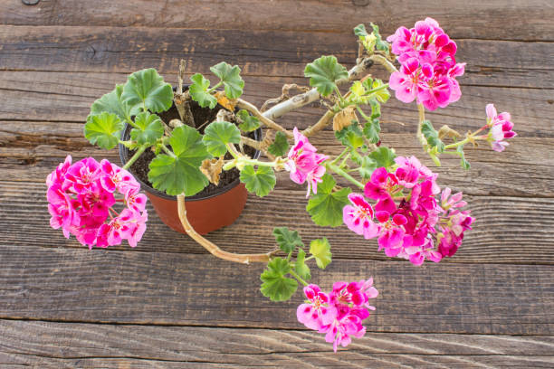 istock Geranium flower in pot on wooden background 1158010613