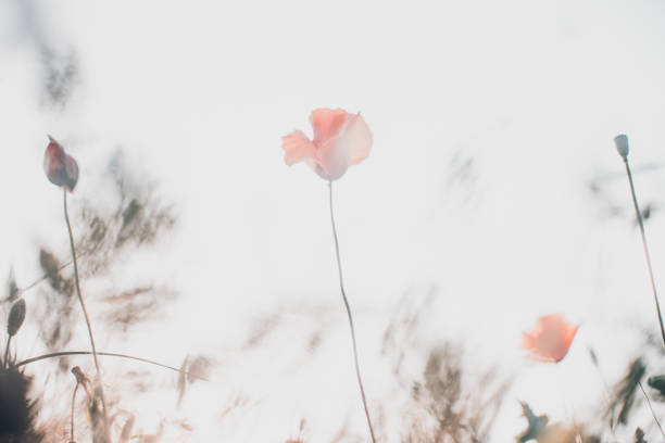 Field of red poppies in bright light on the white sky background, flowers in nature, art life