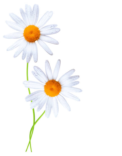 istock daisies flower isolated on white background 1158010906