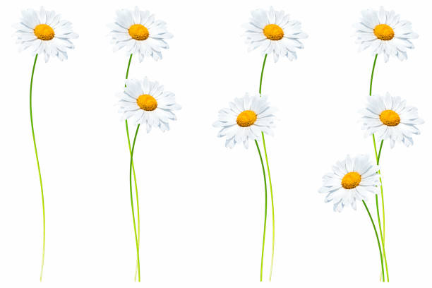istock daisies flower isolated on white background 1158011163