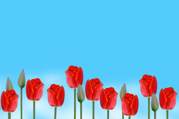 istock colorful flowers tulips 1158011302