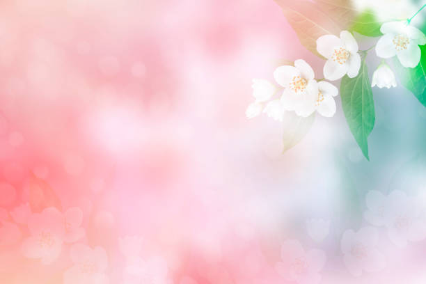 istock jasmine. The branch delicate spring flowers 1158011327