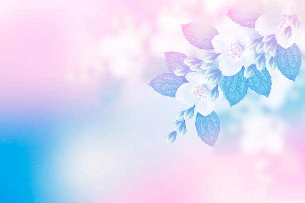 istock jasmine. The branch delicate spring flowers 1158011395