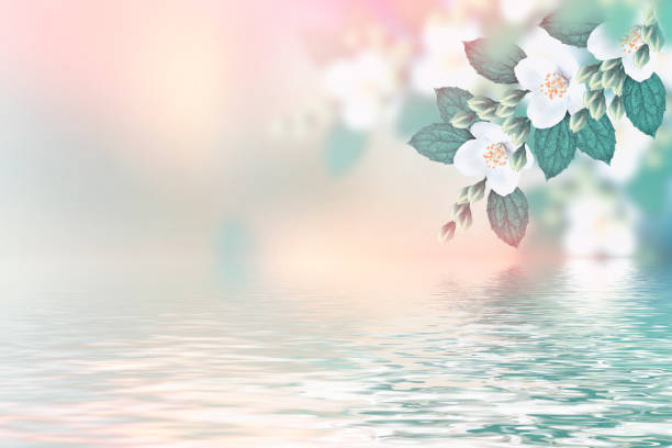 istock jasmine. The branch delicate spring flowers 1158011496