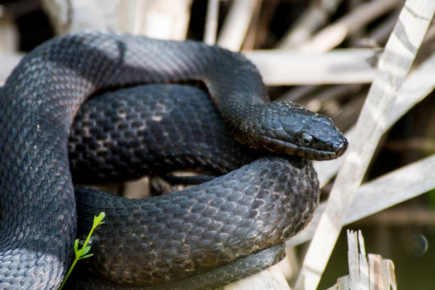 black snake on a pond - water snake imagens e fotografias de stock