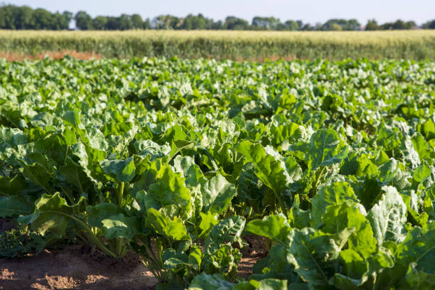 istock Beet field seen up close in summer 1158012893
