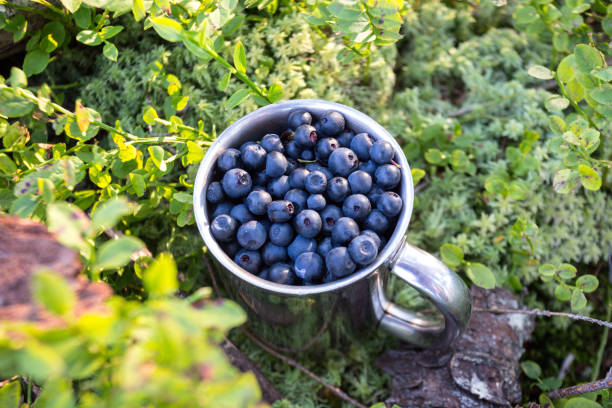 natural antioxidant  cup of blueberries. forest\