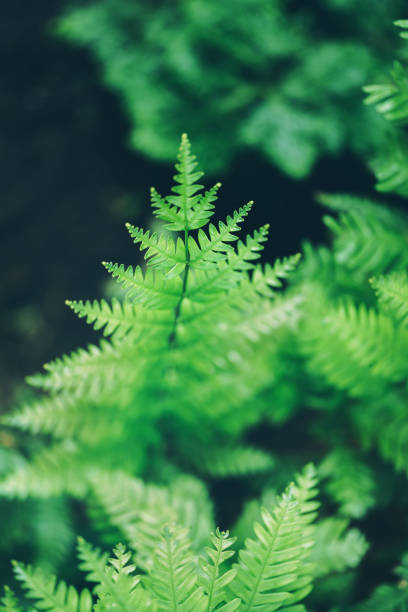 High angle view of defocused small leaves texture background.